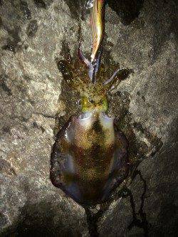 伊根　エギングでアオリイカの釣果　朝マヅメは青物の回遊あり