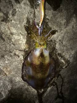 伊根　エギングでアオリイカの釣果　朝マヅメ…
