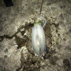 田井の地磯でアオリイカ2杯　アオリイカまだ釣れてます