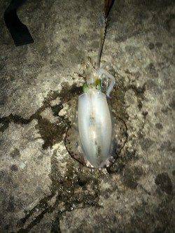 田井の地磯でアオリイカ2杯　アオリイカまだ釣れてます