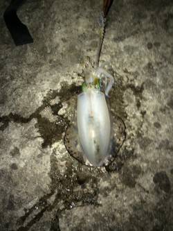 田井の地磯でアオリイカ2杯　アオリイカまだ…