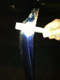 高砂埋立地周辺にて0時よりの釣行　落とし込みでタチウオの釣果