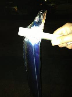 高砂埋立地周辺にて0時よりの釣行　落とし込…