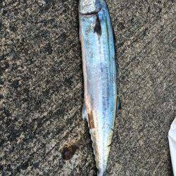 音海大波止でサゴシヒット　エギでびっくりタルイカもゲットしました☆