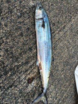 音海大波止でサゴシヒット　エギでびっくりタルイカもゲットしました☆