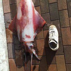 音海大波止でサゴシヒット　エギでびっくりタルイカもゲットしました☆