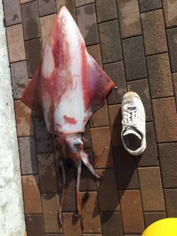 音海大波止でサゴシヒット　エギでびっくりタ…