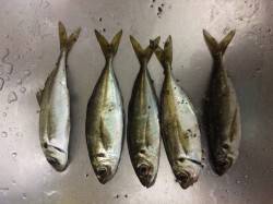 淀川河口　短時間のアジングを楽しむ