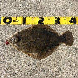 鰯浜漁港にて投げ釣り　激アタリを引き寄せあげてみるとカレイ38cm！！