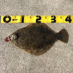 鰯浜漁港にて投げ釣り　激アタリを引き寄せあ…