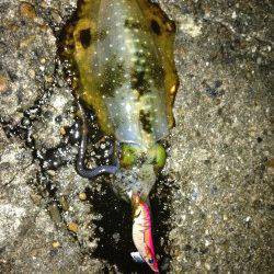 新浜漁港　雨上がりのエギングでアオリイカのトンカツサイズ