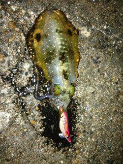 新浜漁港　雨上がりのエギングでアオリイカのトンカツサイズ