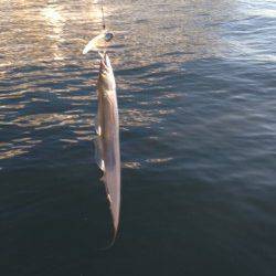 ワインドにて出勤前の舞洲調査でタチウオGET　カタクチイワシの回遊あり