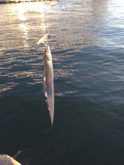 ワインドにて出勤前の舞洲調査でタチウオGET　カタクチイワシの回遊あり