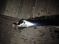 大阪南港で太刀魚ウキ釣り　夜明け前に指4本サイズ