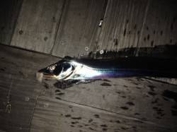 大阪南港で太刀魚ウキ釣り　夜明け前に指4本…