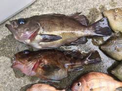 泉佐野一文字にてシラサのウキ釣りでメバル狙…