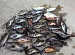 泉佐野一文字　メバルがうようよ♫　投入する…