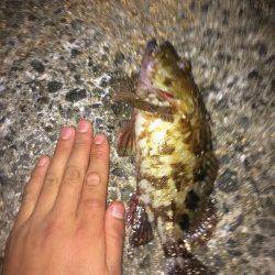 樽井漁港　メバリング釣行で根魚のアタリ多数アリ