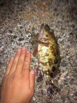 樽井漁港　メバリング釣行で根魚のアタリ多数アリ