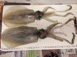 雑賀崎　強風の中でも風下のエギング