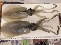 雑賀崎　強風の中でも風下のエギング