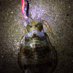 塩津にてエギング　アオリイカ１時間半で３杯、まずまずの結果です^_^