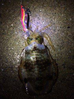 塩津にてエギング　アオリイカ１時間半で３杯、まずまずの結果です^_^