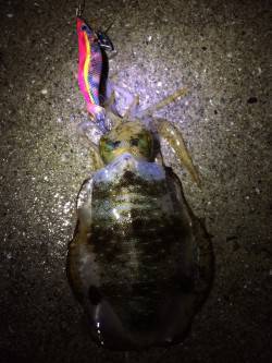 塩津にてエギング　アオリイカ１時間半で３杯…