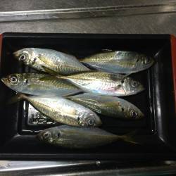 兵庫突堤　雨中のアジングで良型タケノコメバ…