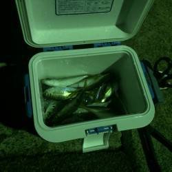 神戸港アジング　あちこち常夜灯を回りやっと…