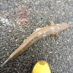 夜は神戸港湾奥アジングでメバル・ガシラ　朝…