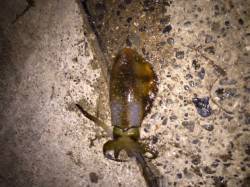 衣奈にてヤエン釣りでアオリイカ　夕方にアタ…