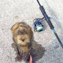 比井漁港　DAYエギング、風が強い中なんとかアオリイカ一杯