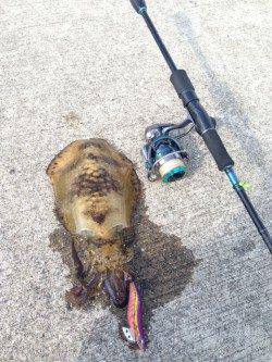 比井漁港　DAYエギング、風が強い中なんとかアオリイカ一杯