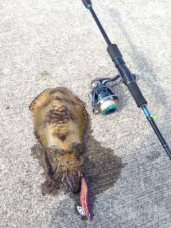 比井漁港　DAYエギング、風が強い中なんと…