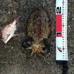 須磨　投げ釣りでまさかのモンゴイカ&落とし込みでサイズUPしたカワハギ！