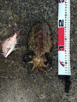 須磨　投げ釣りでまさかのモンゴイカ&落とし込みでサイズUPしたカワハギ！