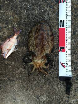 須磨　投げ釣りでまさかのモンゴイカ&…