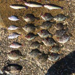 須磨　投げ釣りでまさかのモンゴイカ&落とし込みでサイズUPしたカワハギ！