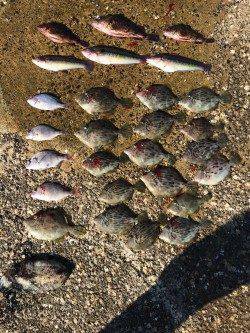 須磨　投げ釣りでまさかのモンゴイカ&落とし込みでサイズUPしたカワハギ！