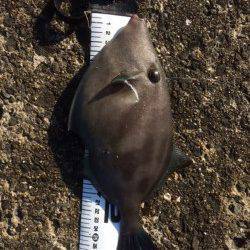 須磨　胴突きでカワハギ狙い　型の良いウマヅラも出ました