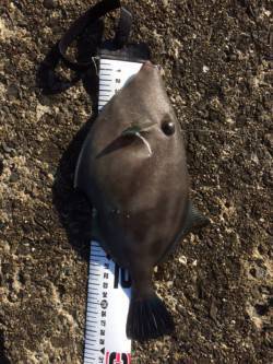 須磨　胴突きでカワハギ狙い　型の良いウマヅ…