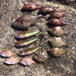 須磨　胴突きでカワハギ狙い　型の良いウマヅラも出ました