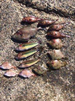 須磨　胴突きでカワハギ狙い　型の良いウマヅラも出ました