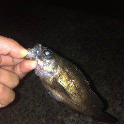 淡輪漁港　強風の中でのメバリングでガシラ・メバル