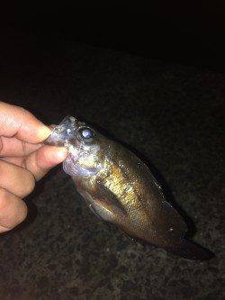 淡輪漁港　強風の中でのメバリングでガシラ・メバル