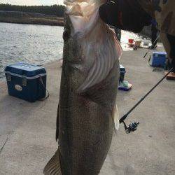 サビキ釣りからの即興ノマセ釣り!65cmのスズキです。