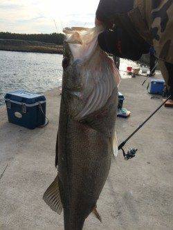 サビキ釣りからの即興ノマセ釣り!65cmのスズキです。
