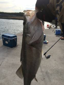 サビキ釣りからの即興ノマセ釣り！65cmの…